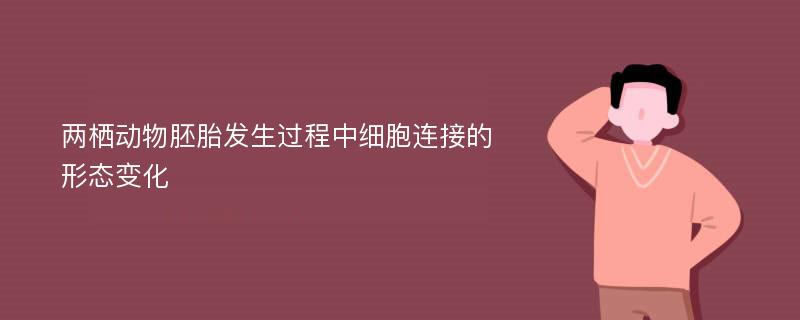 两栖动物胚胎发生过程中细胞连接的形态变化