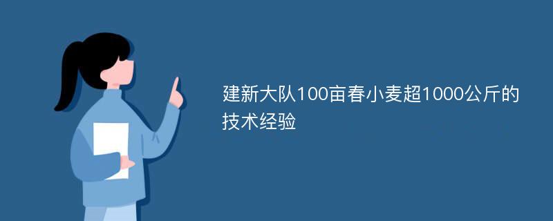 建新大队100亩春小麦超1000公斤的技术经验